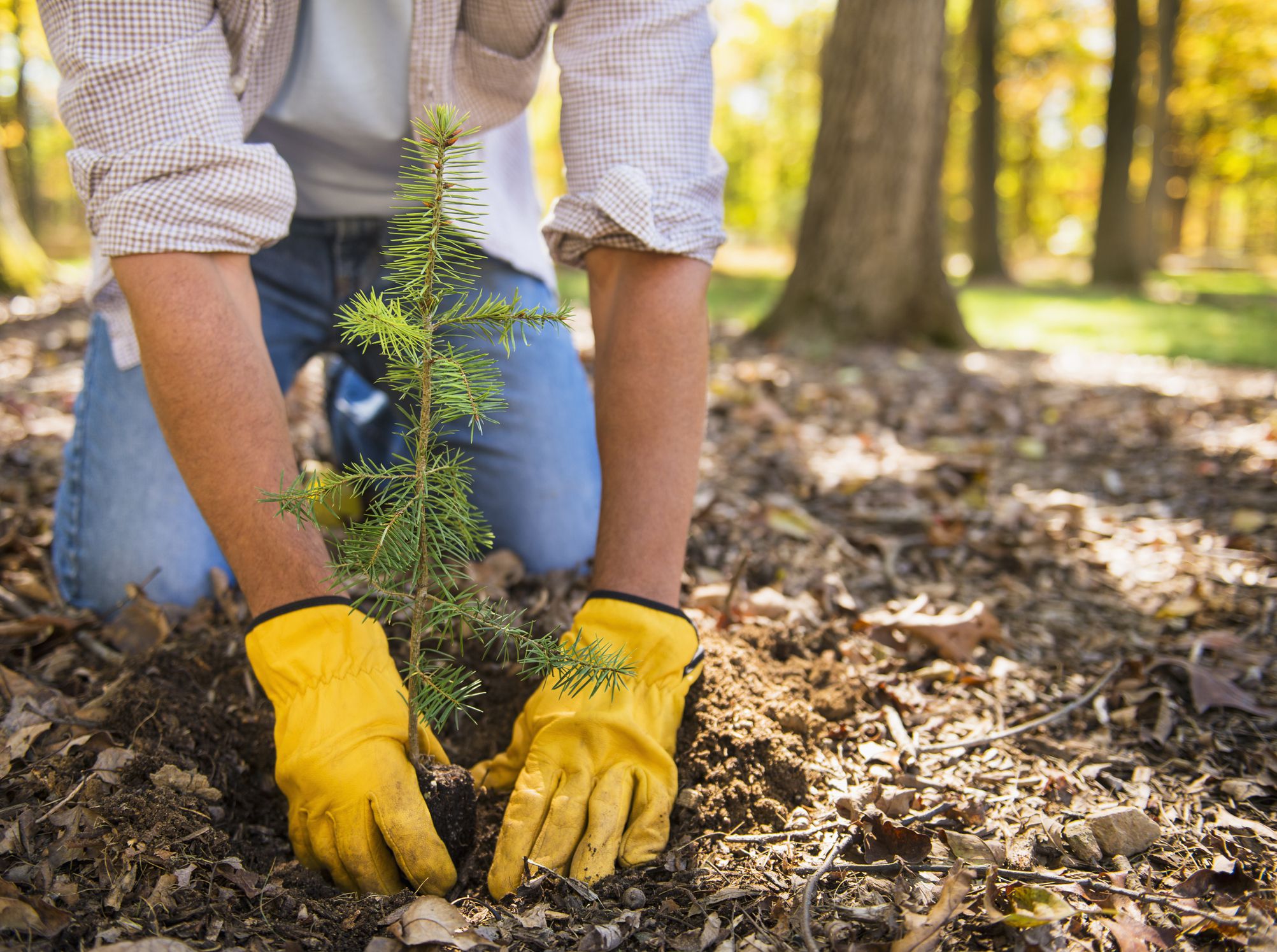 plating tree gettyimages 160019540 58890ac25f9b5874ee916dcc
